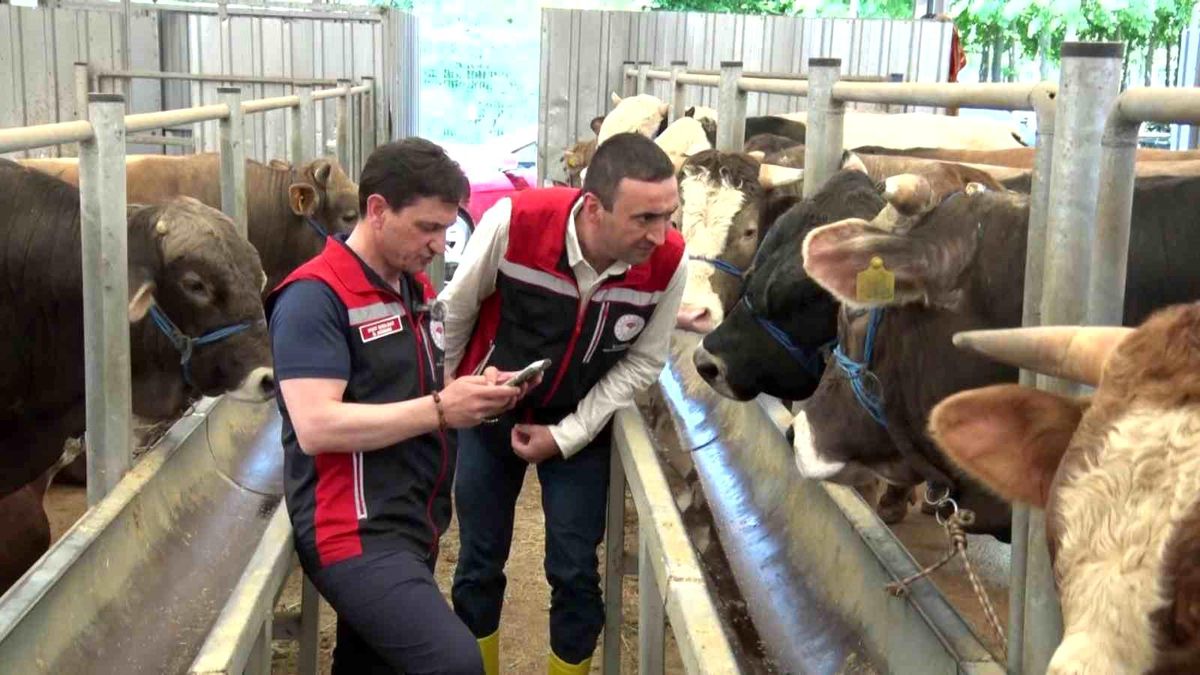 İstanbul'da Kurban Satış Alanlarında Denetim: 36 Bin Büyükbaş, 32 Bin Küçükbaş Hayvan Sevk Edildi