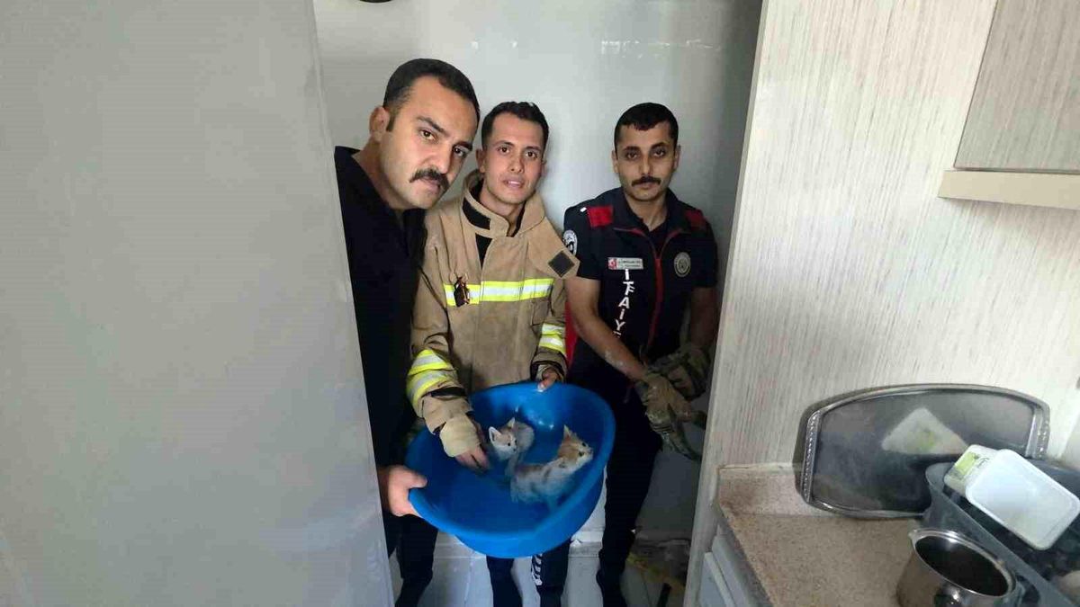 Yavru kediler duvarın kırılmasıyla kurtarıldılar