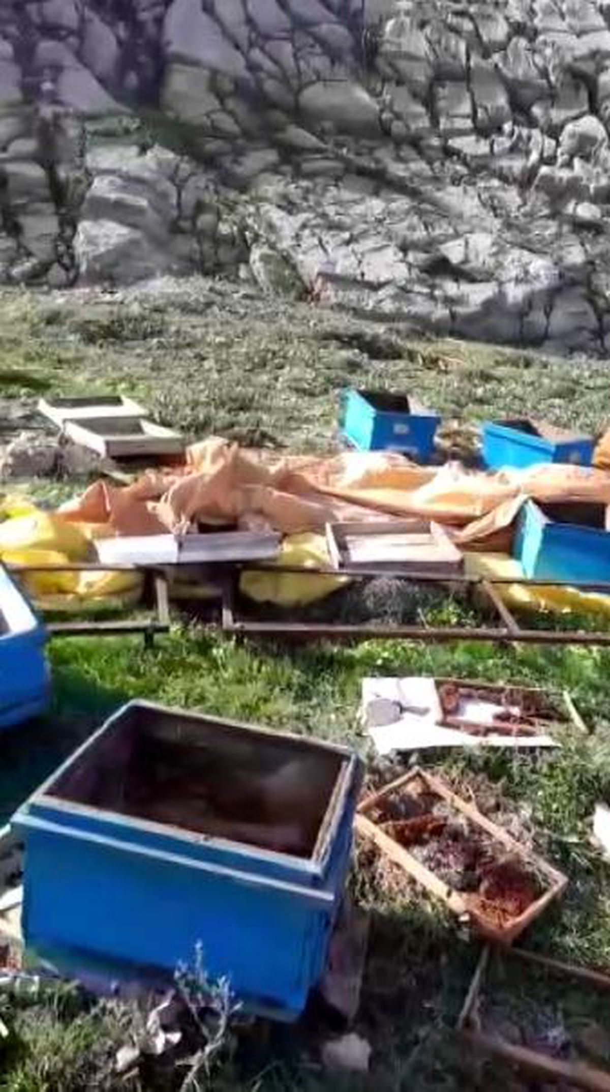 Aç kalan ayı kovanları parçaladı, kaçarken görüntülendi