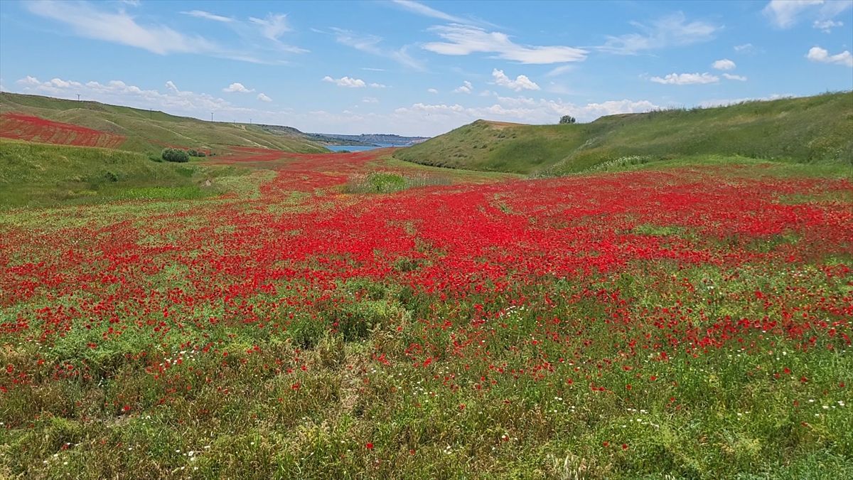 Adıyaman'da gelinciklerin kapladığı nohut tarlaları kırmızıya büründü