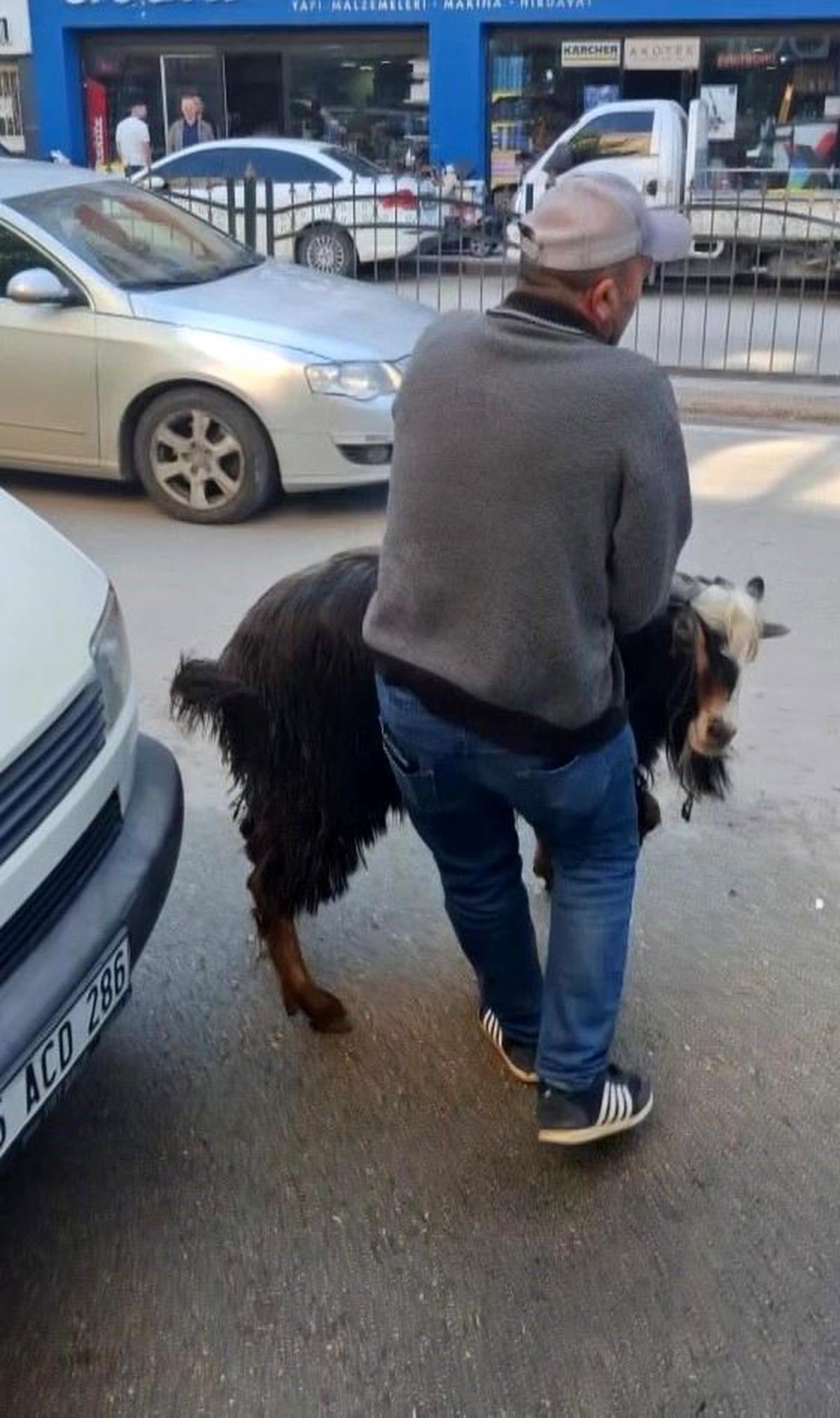 Amasya'da kurbanlık keçi kaçtı, vatandaşlar kovaladı