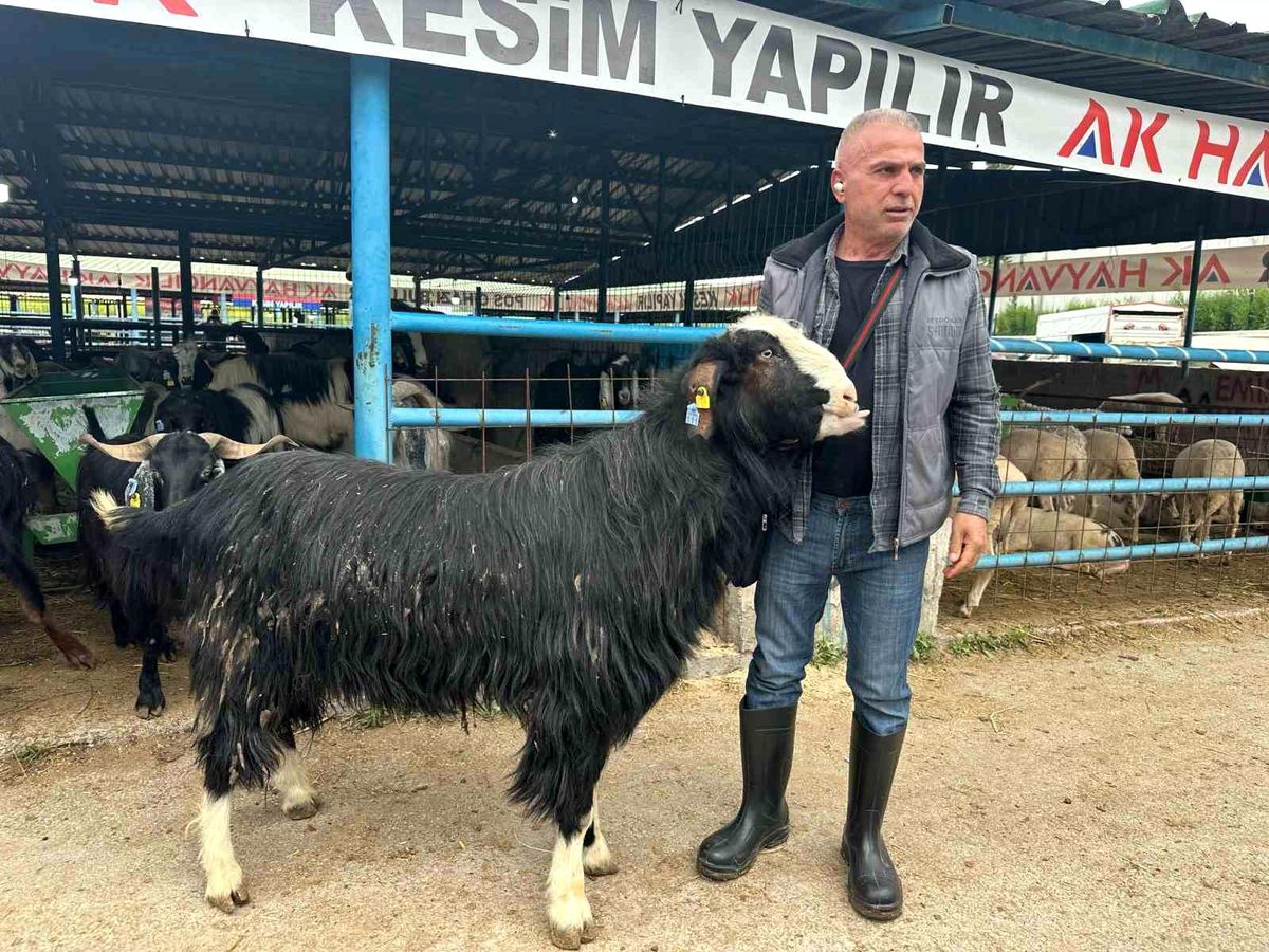 Bursa'daki kurban pazarının şampiyon keçisi 47 bin liradan satıldı