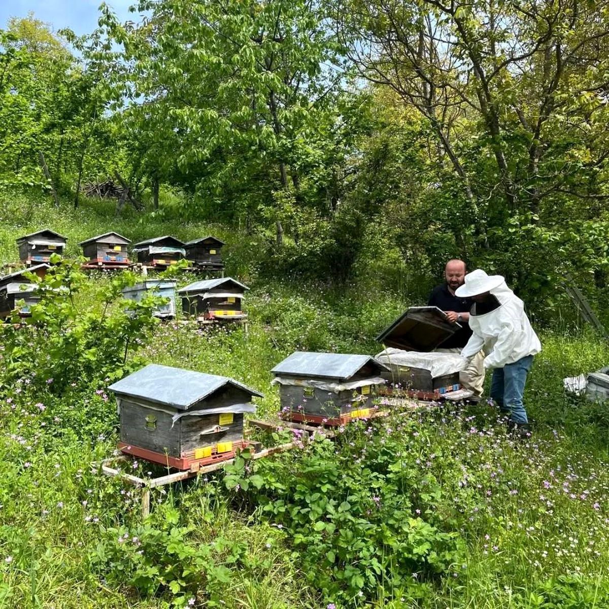 Düzce'de yıllık 502 ton üretiliyor