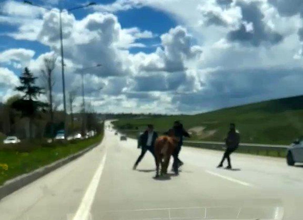 Erzurum'da bir kurban klasiği: Kaçan kurbanlıklar trafiği birbirine kattı