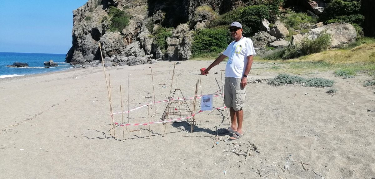 Gazipaşa'da yılın ilk caretta caretta yuvası korumaya alındı