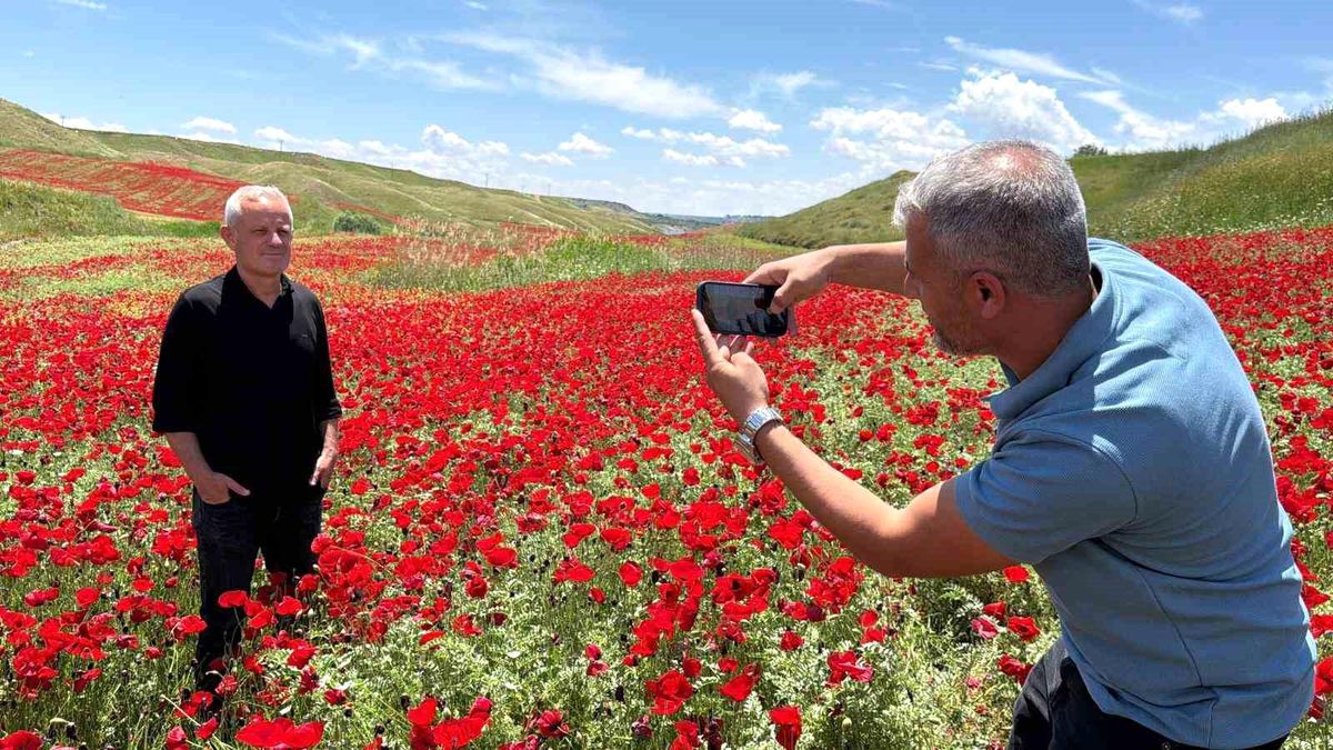 Gelinciklerle kırmızıya bürünen nohut tarlası hayran bıraktı