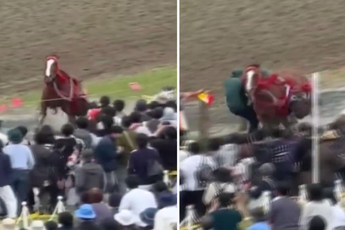 Japonya'da festivalde at kalabalığın arasına daldı: 6 yaralı