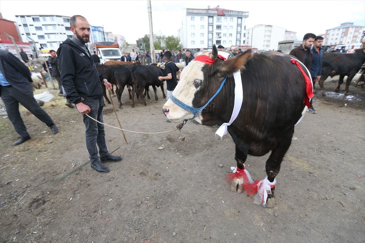 Kars ve Ardahan'da kurbanlık pazarlarında arife yoğunluğu yaşanıyor