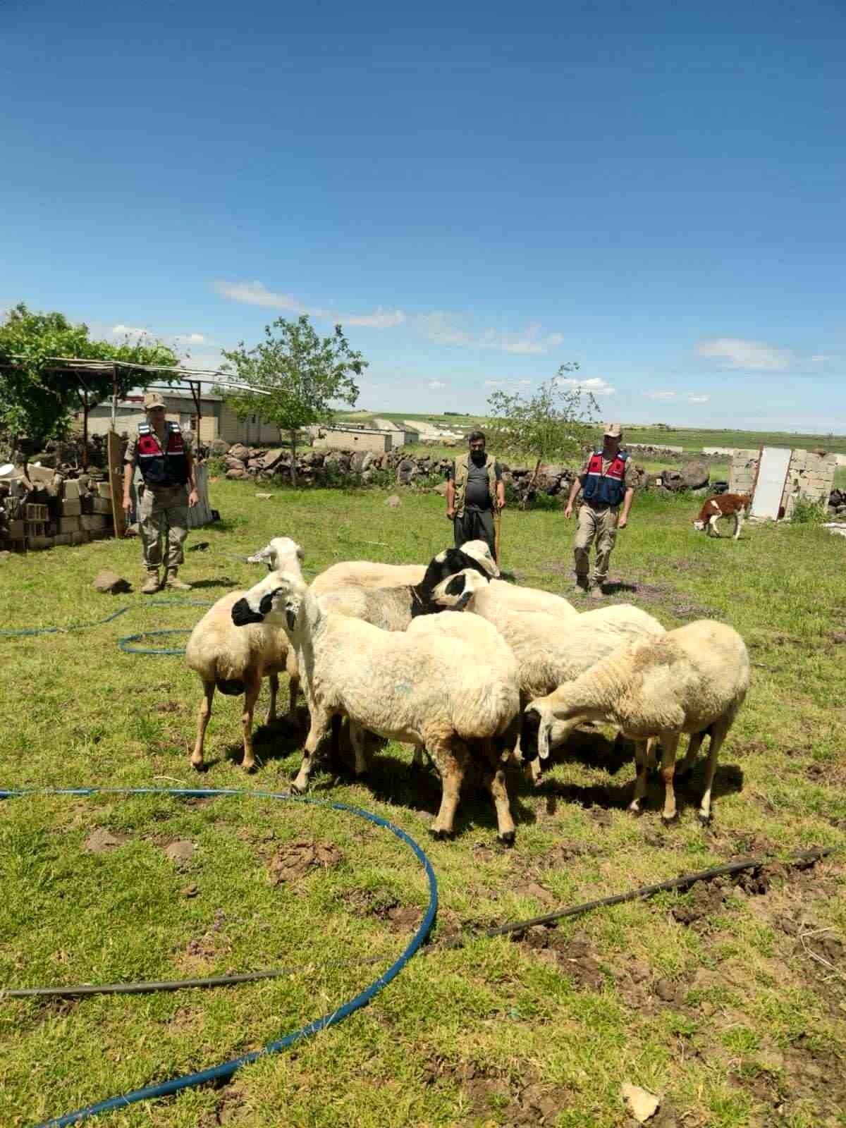 Kaybolan kurbanlıklar dron ile bulundu