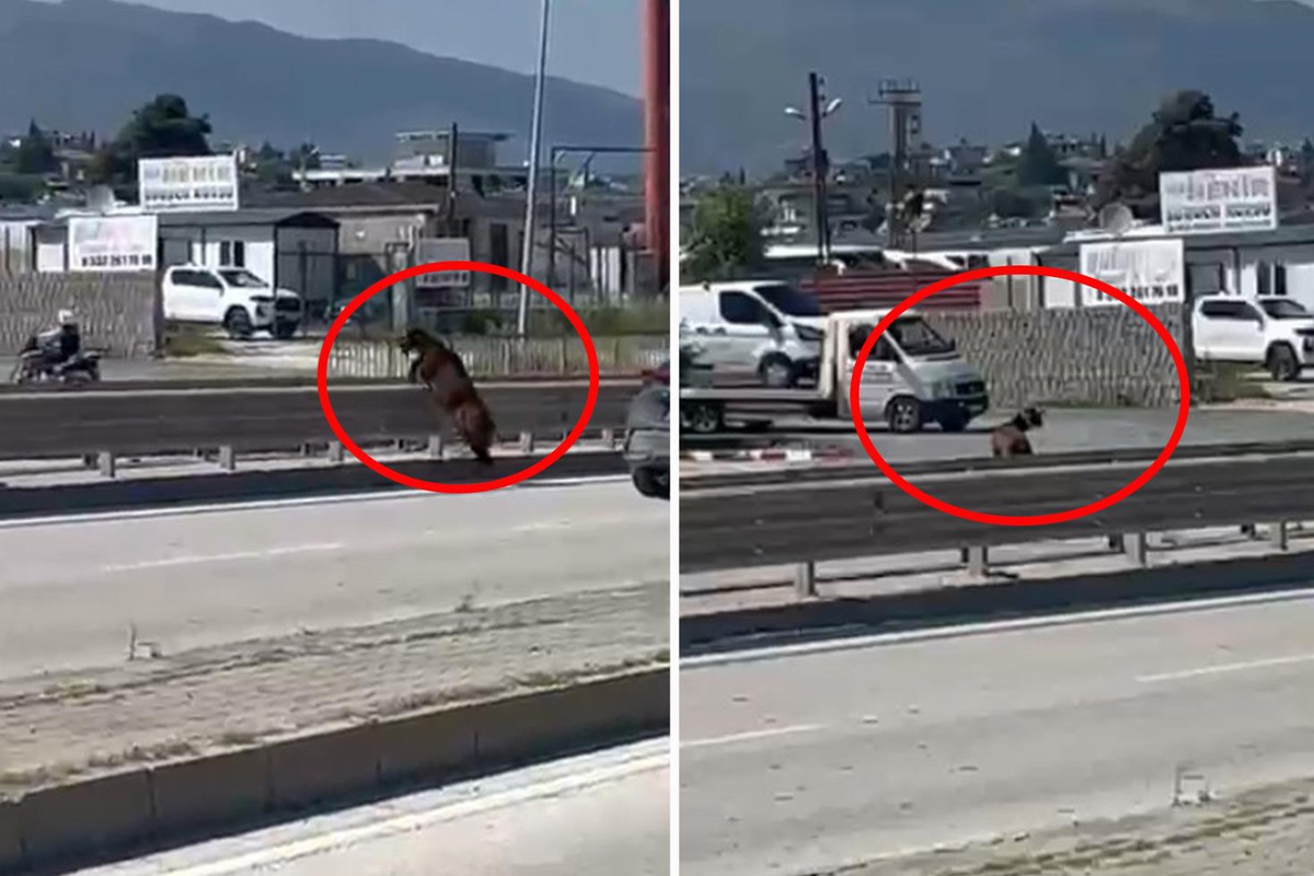 Sahibinin elinden kaçan kurbanlık keçi, refüjden atlayarak gözden kayboldu