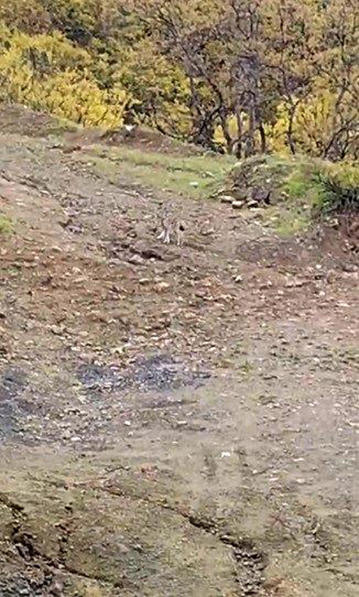Pülümür'de vaşak görüntülendi