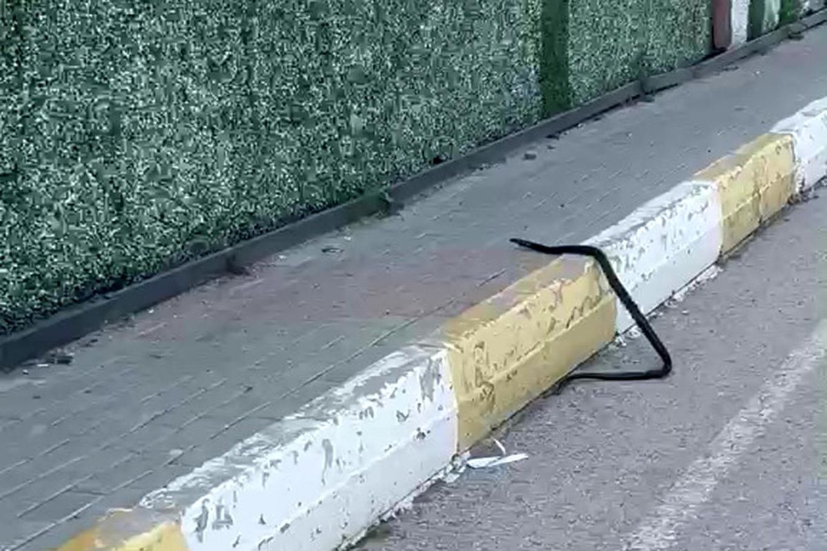 Şırnak'ta yılan paniği