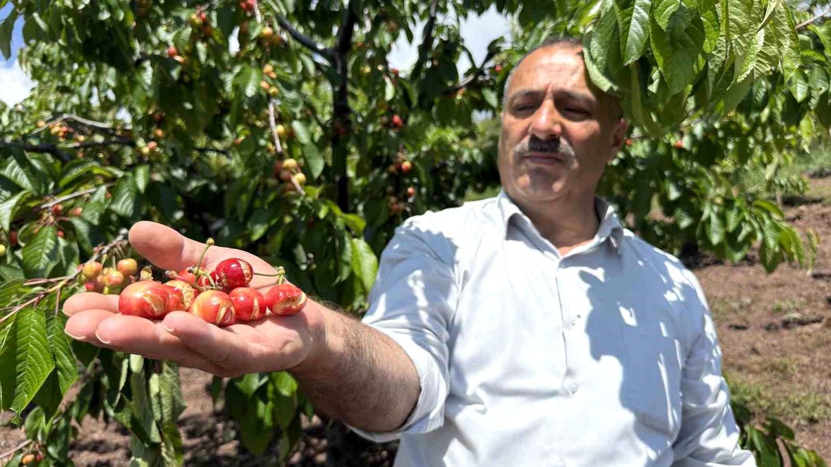Tokat'ta aşırı yağışlar erkenci kirazı vurdu