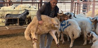 Yahyalı'da hayvan pazarında hareketlilik sürüyor