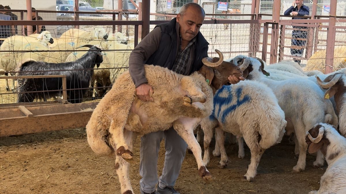 Yahyalı'da hayvan pazarında hareketlilik sürüyor
