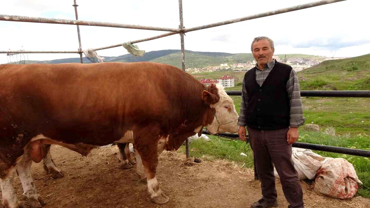Yozgat hayvan pazarında kurbanlıklar alıcısını bekliyor