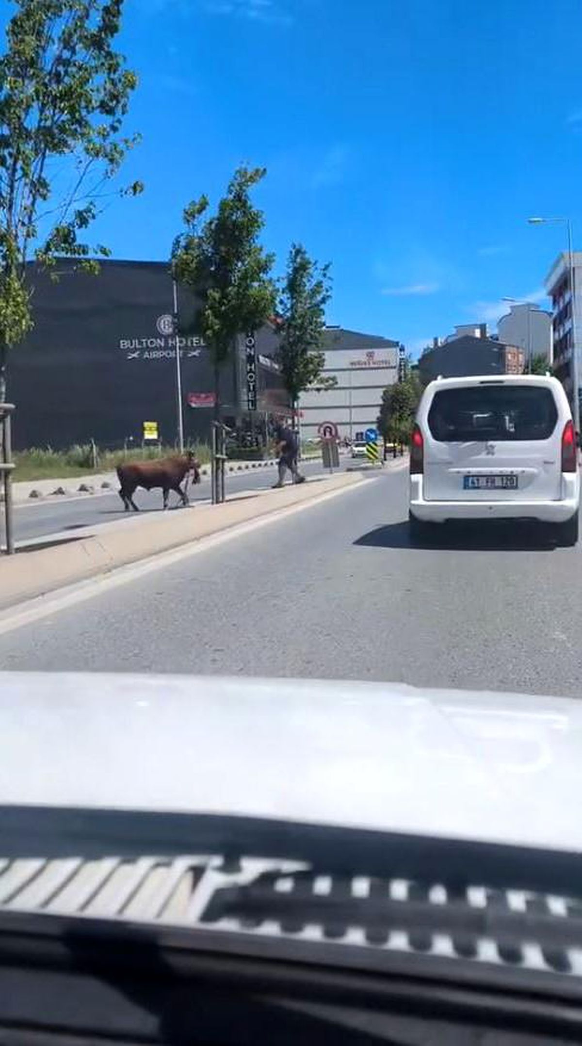 Arnavutköy'de kaçan kurbanlığın ortalığı birbirine kattığı anlar kamerada