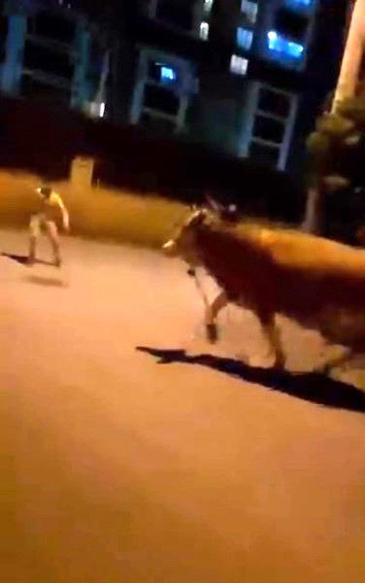 Bursa'da dana paniği