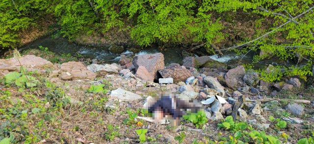 صورة من مكان الحادث في دوزجه