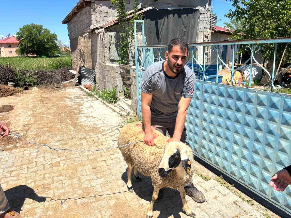 Erzincan'da kaçan kurbanlık koyun 1 saat sonra yakalandı