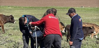 Erzurum ve Kars'ta kaçan kurbanlıklar zor anlar yaşattı