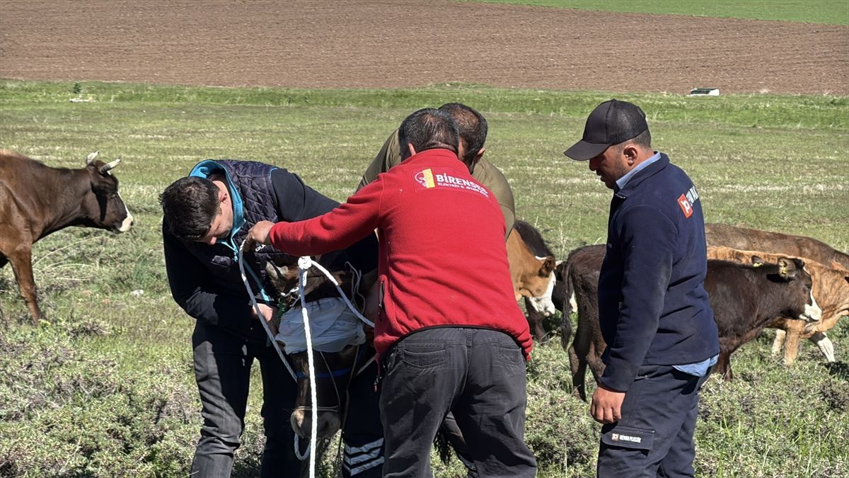 Erzurum ve Kars'ta kaçan kurbanlıklar zor anlar yaşattı