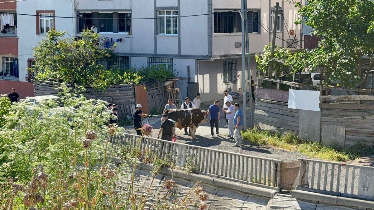 Esenyurt ve Avcılar'da Kaçak Kurban Kesimlerine Cezai İşlem Uygulandı