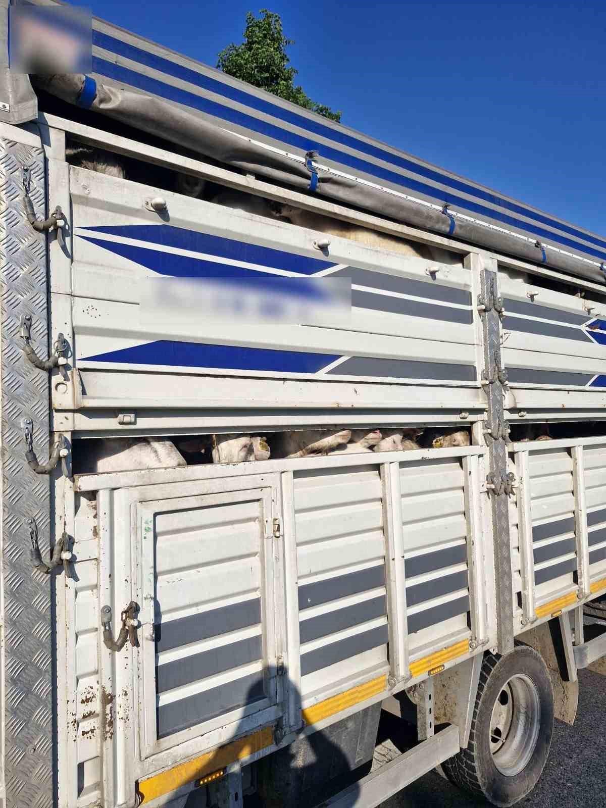 İstanbul'da kaçak kurbanlık operasyonu: Kaçak 126 kurbanlık yakalandı, sürücülere ceza yağdı