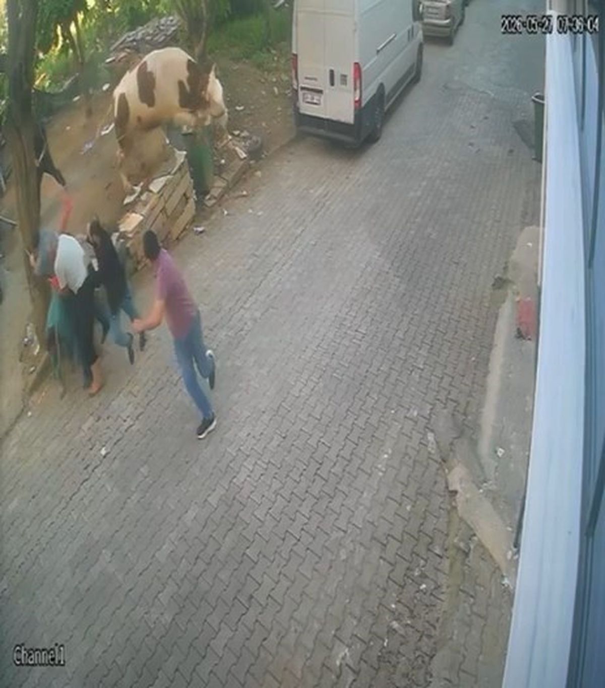 Kesilmek üzereyken kaçan boğa güçlükle yakalandı; o anlar kamerada