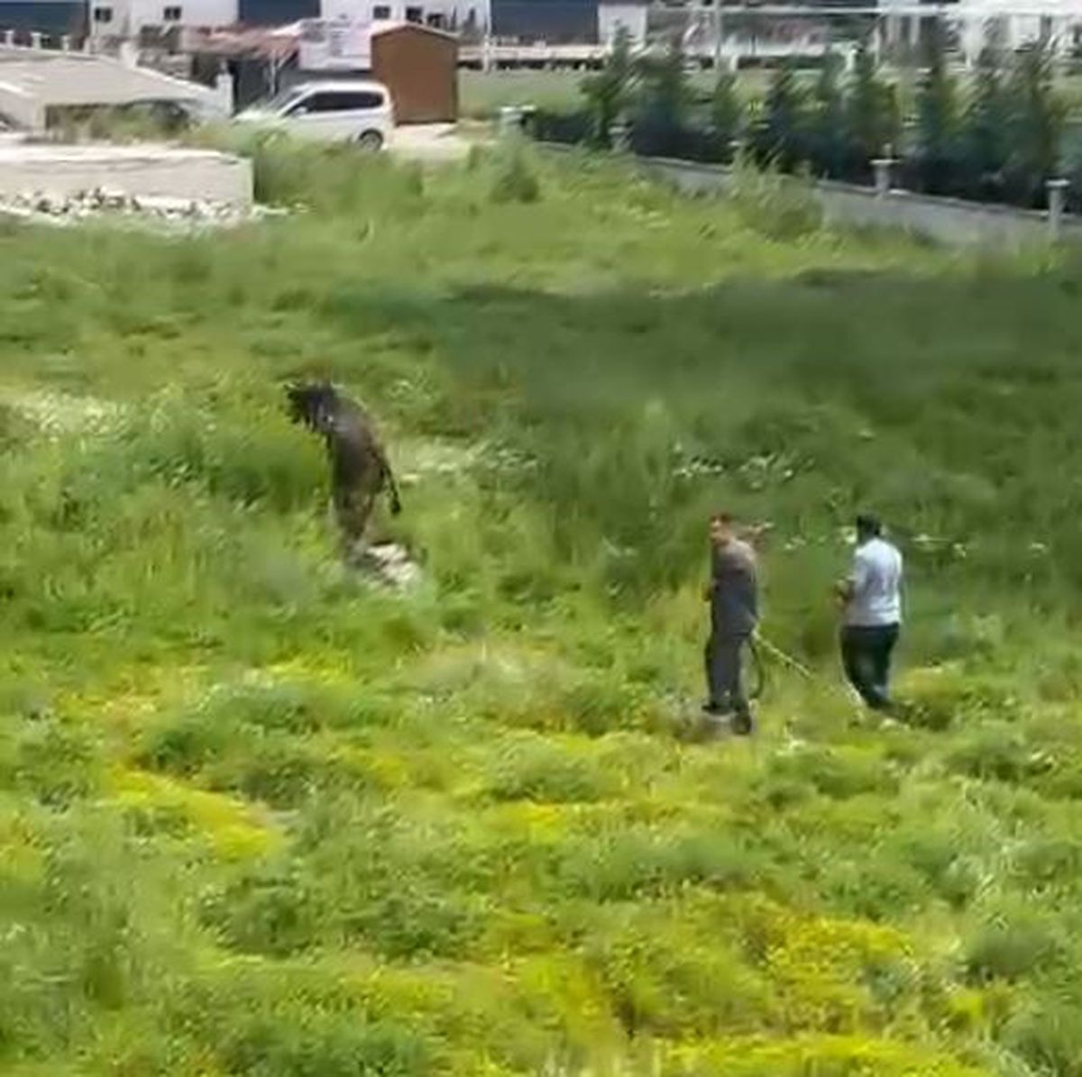 Kesimden kaçan kurbanlık boğa zor anlar yaşattı