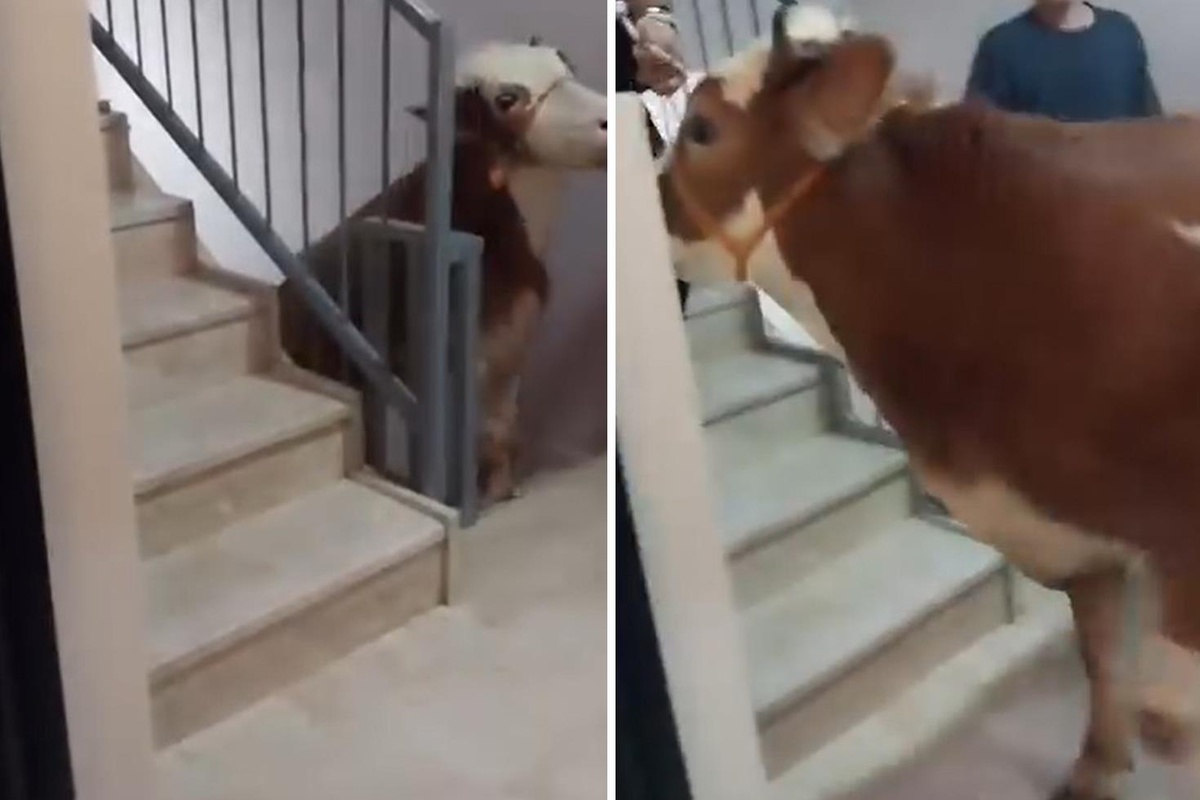 Kurbanlık boğa 6 katlı binanın terasında kesildi