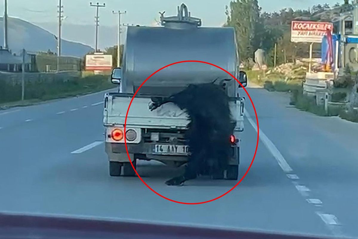 Kurbanlık hayvana vicdanları sızlatan muamele! Görenler Bakan Çiftçi'yi etiketledi