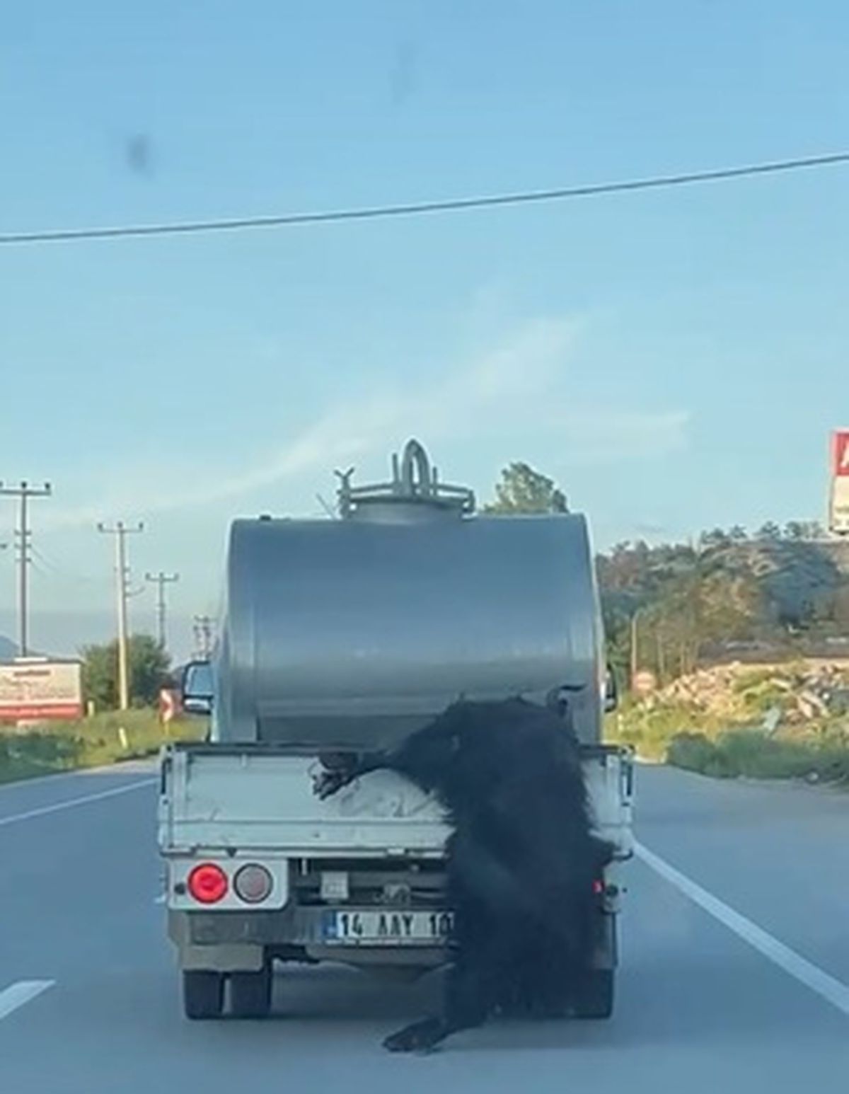 Kurbanlık hayvanı kamyonetin kasasından sarkıtarak taşıyan sürücüye ceza