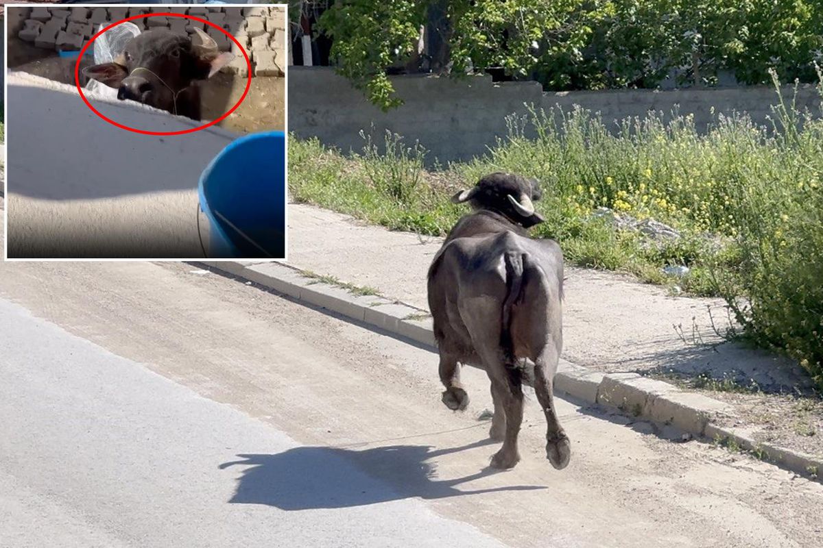 Kaçan kurbanlığın saldırısından bodruma sığınarak kurtuldu