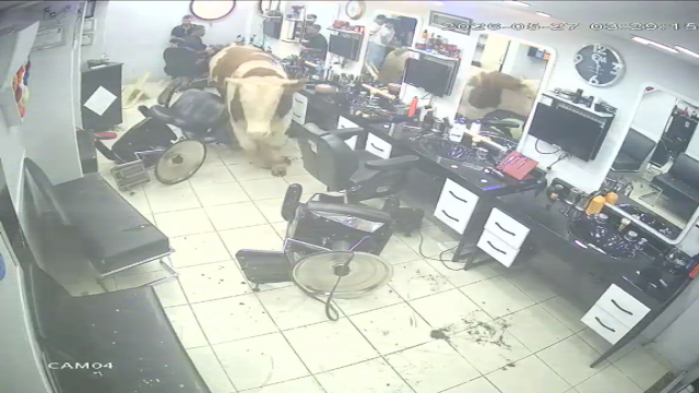Bull being chased