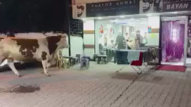 Bull in barber shop