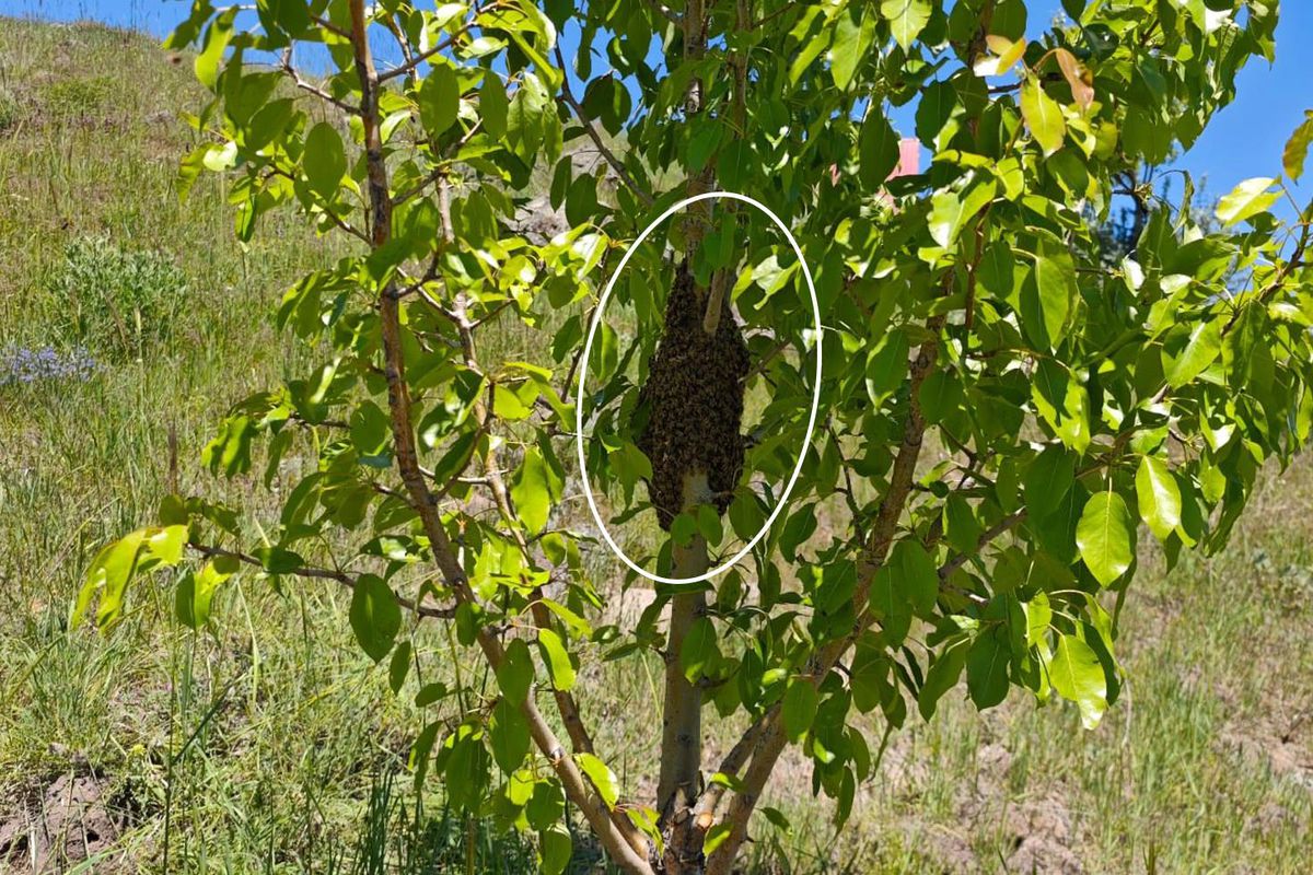 Ağaca yaklaşınca gördüğü manzaraya inanamadı! Binlercesi bir arada