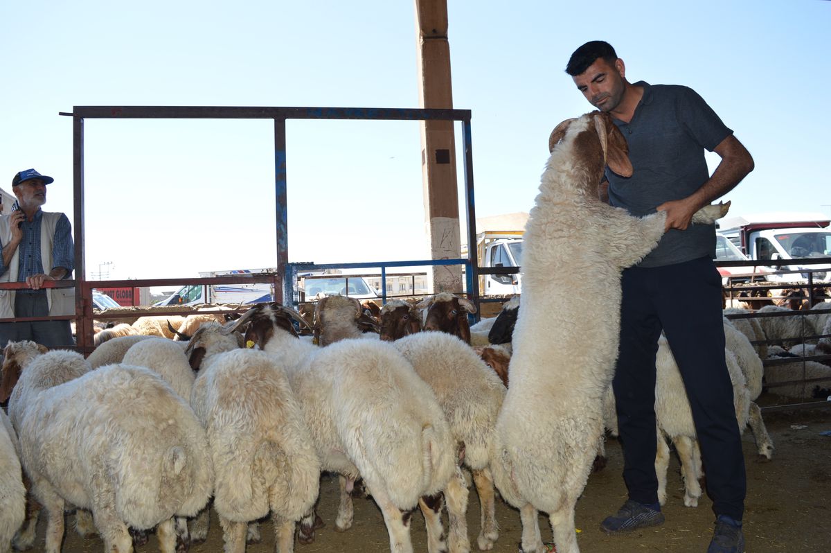 Mardin'de Kurban Bayramı'nda Hayvan Pazarında Hareketlilik