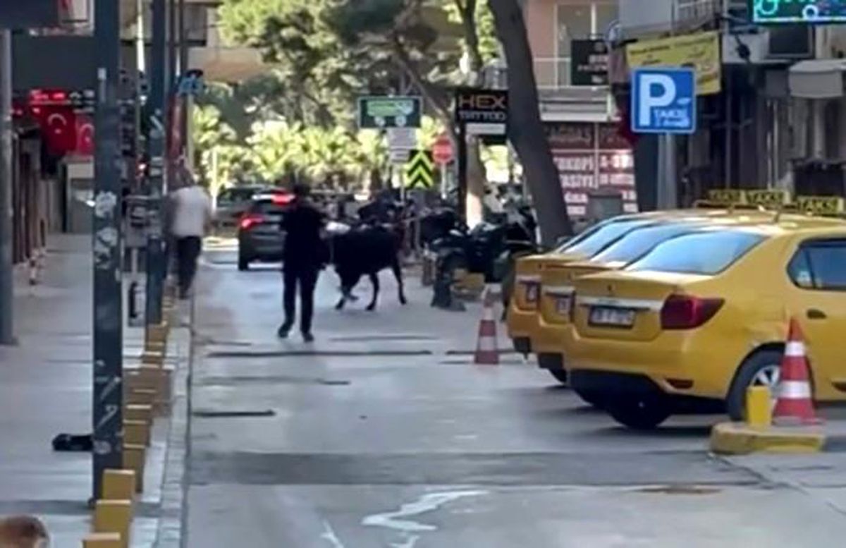 Sahibinin elinden kaçan dana korku dolu anlar yaşattı