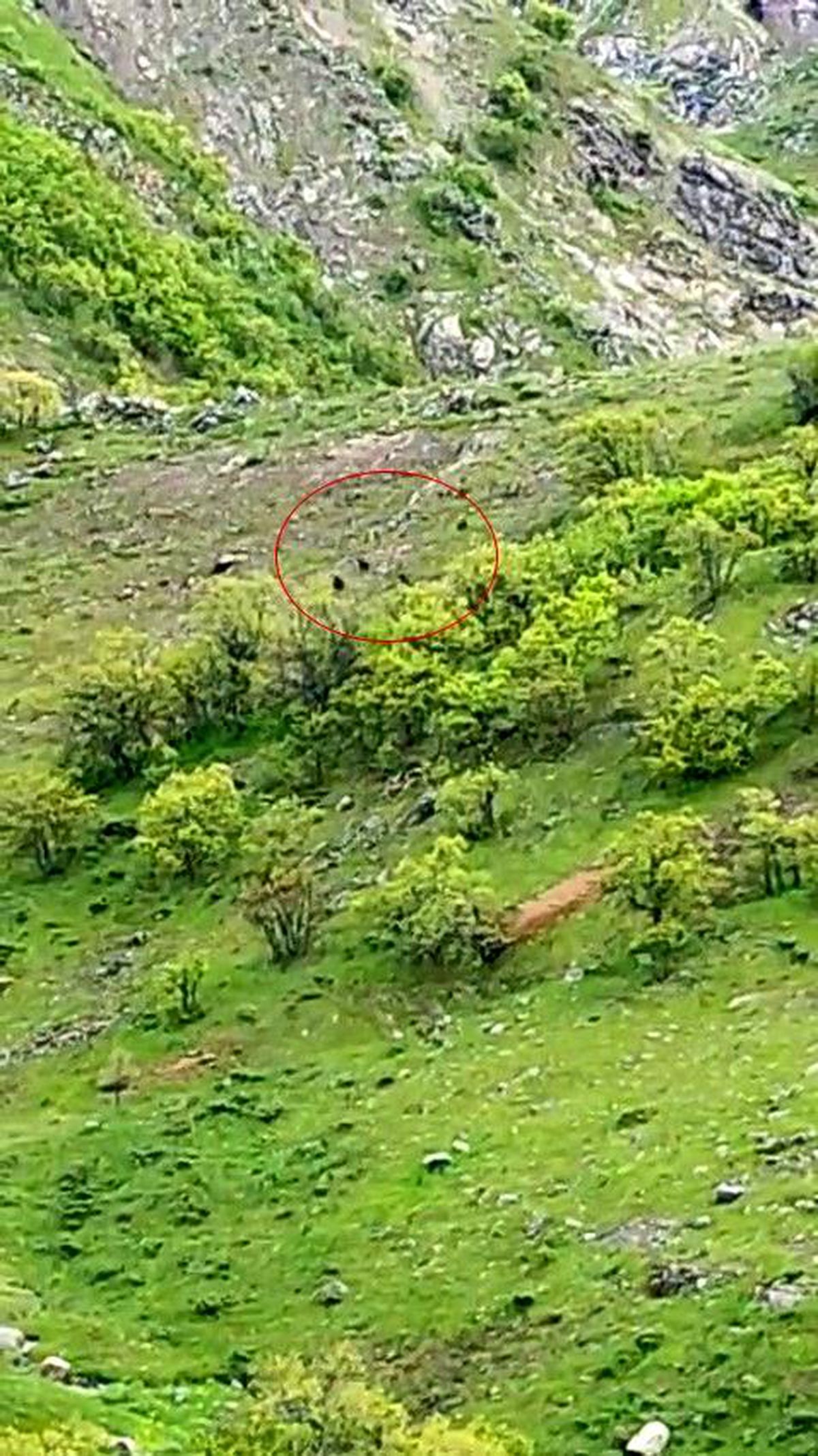 Tunceli'de ayı sürüsü görüntülendi