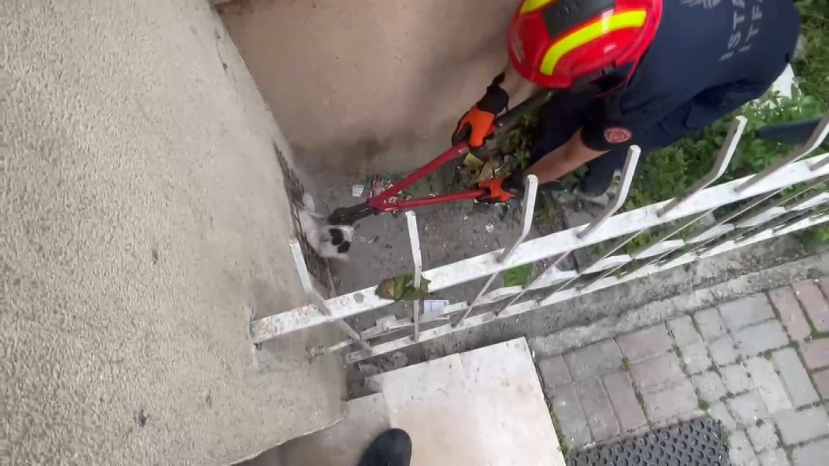 Avcılar'da itfaiyenin 'kedi mesaisi'
