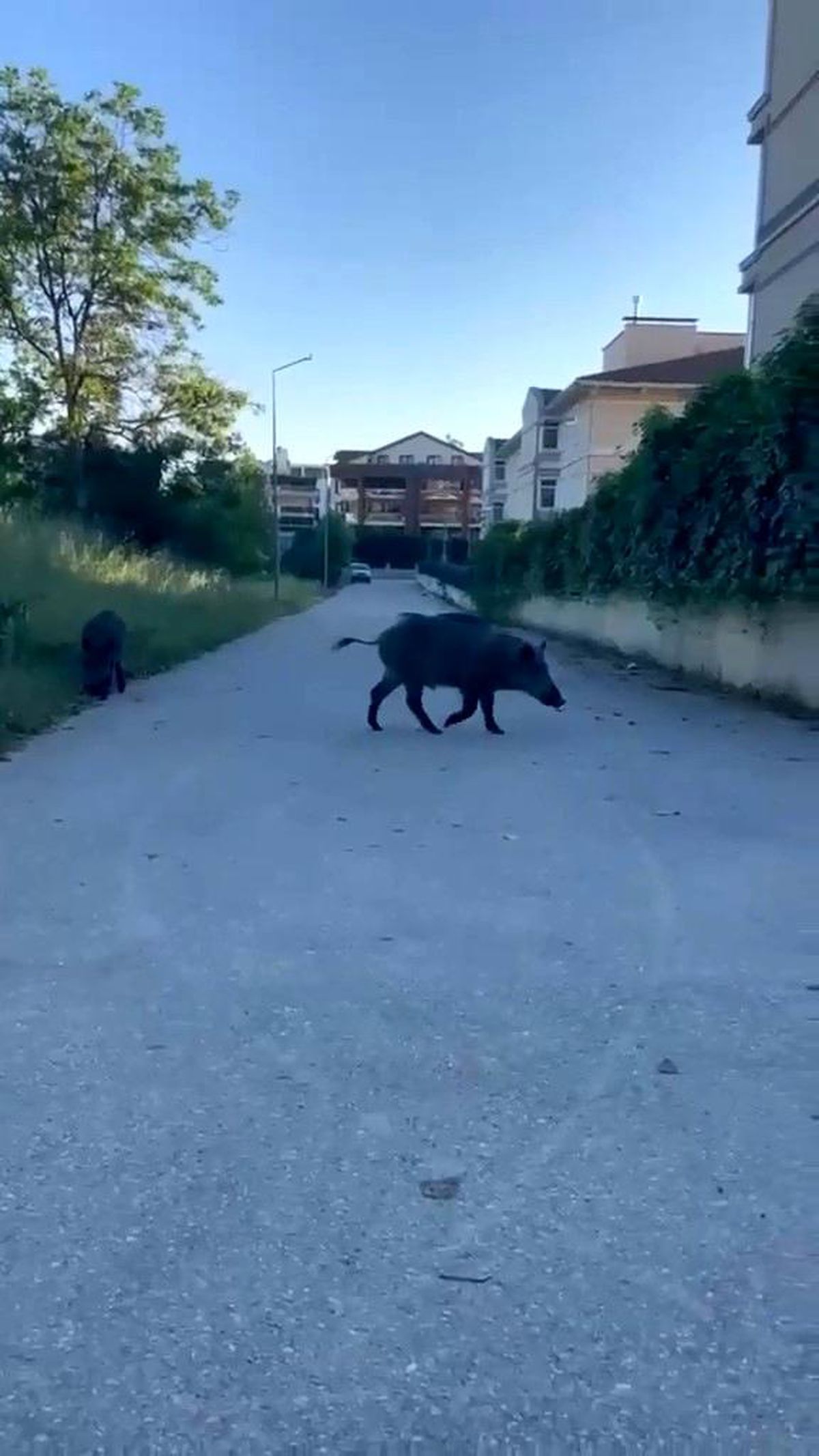 Domuzlar yerleşim yerine inerek yiyecek aradı