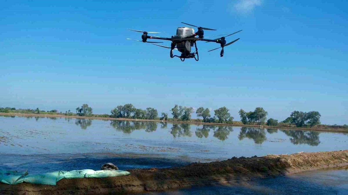 Dron ile çeltik ekimi