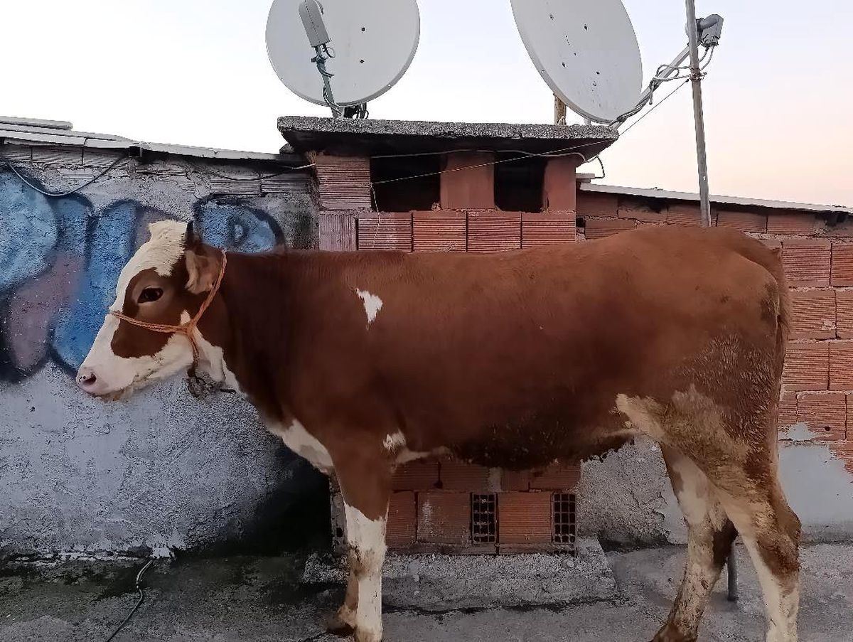 Kesmek için büyükbaş hayvanı 6'ıncı kata çıkardı