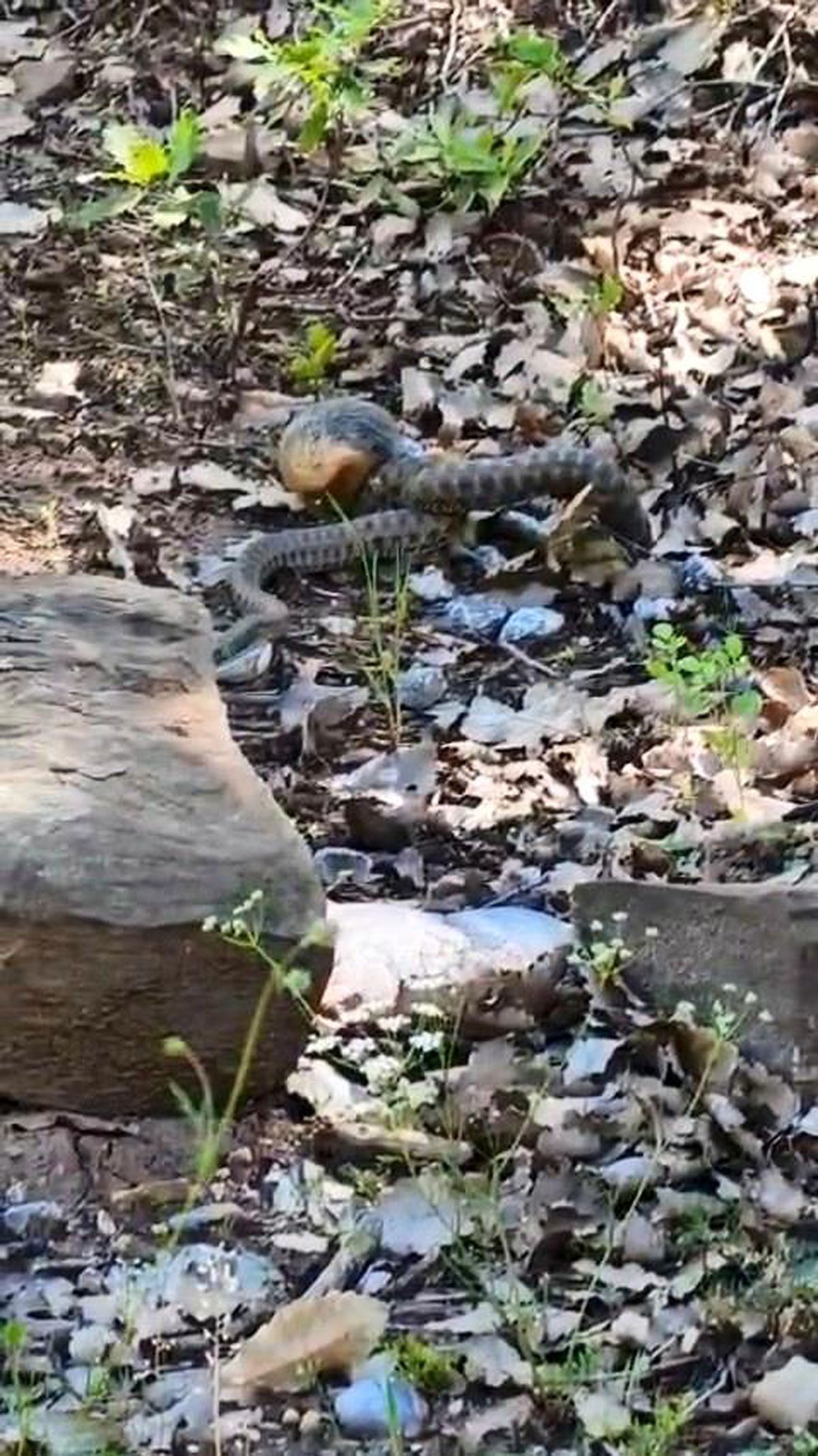 Tunceli'de kocabaş yılan, sincabı avladı