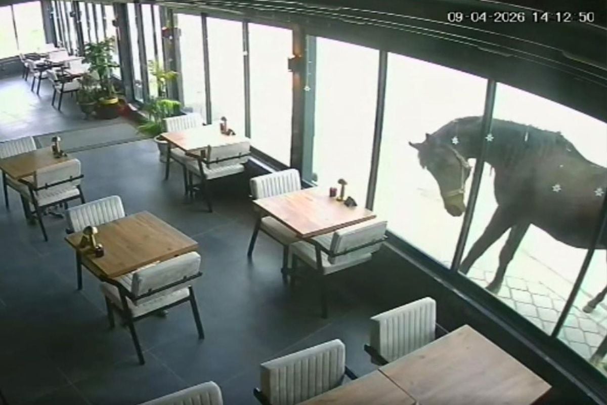 Samsun'da ilginç olay: Yılkı atı kafeye çifte attı
