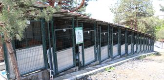 Zonguldak'taki doğal yaşam alanları 12 binden fazla sahipsiz köpeğe yuva oluyor