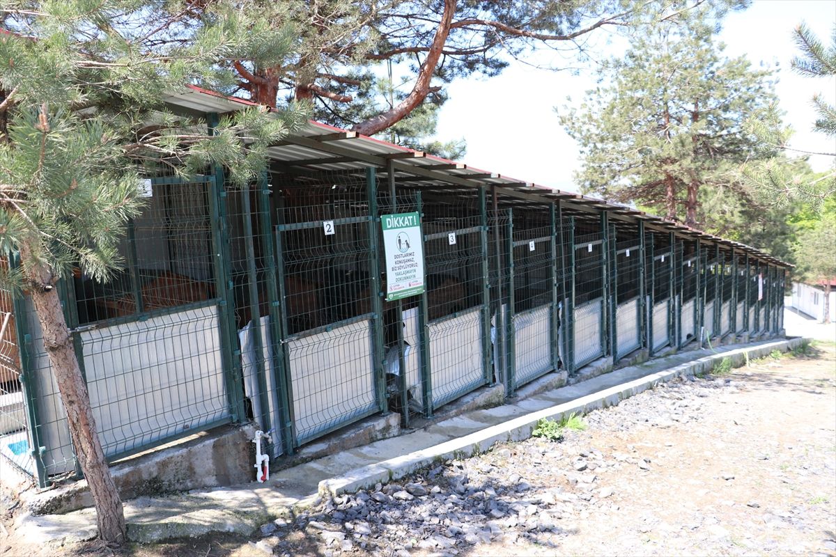 Zonguldak'taki doğal yaşam alanları 12 binden fazla sahipsiz köpeğe yuva oluyor