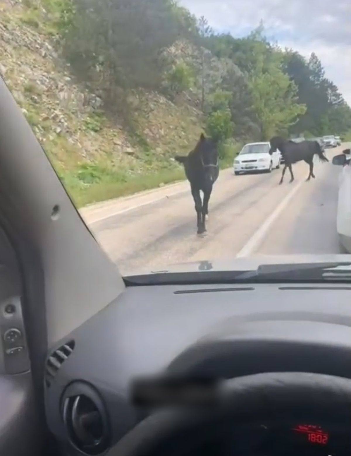 Bursa'da başıboş atlar, trafiği tehlikeye soktu