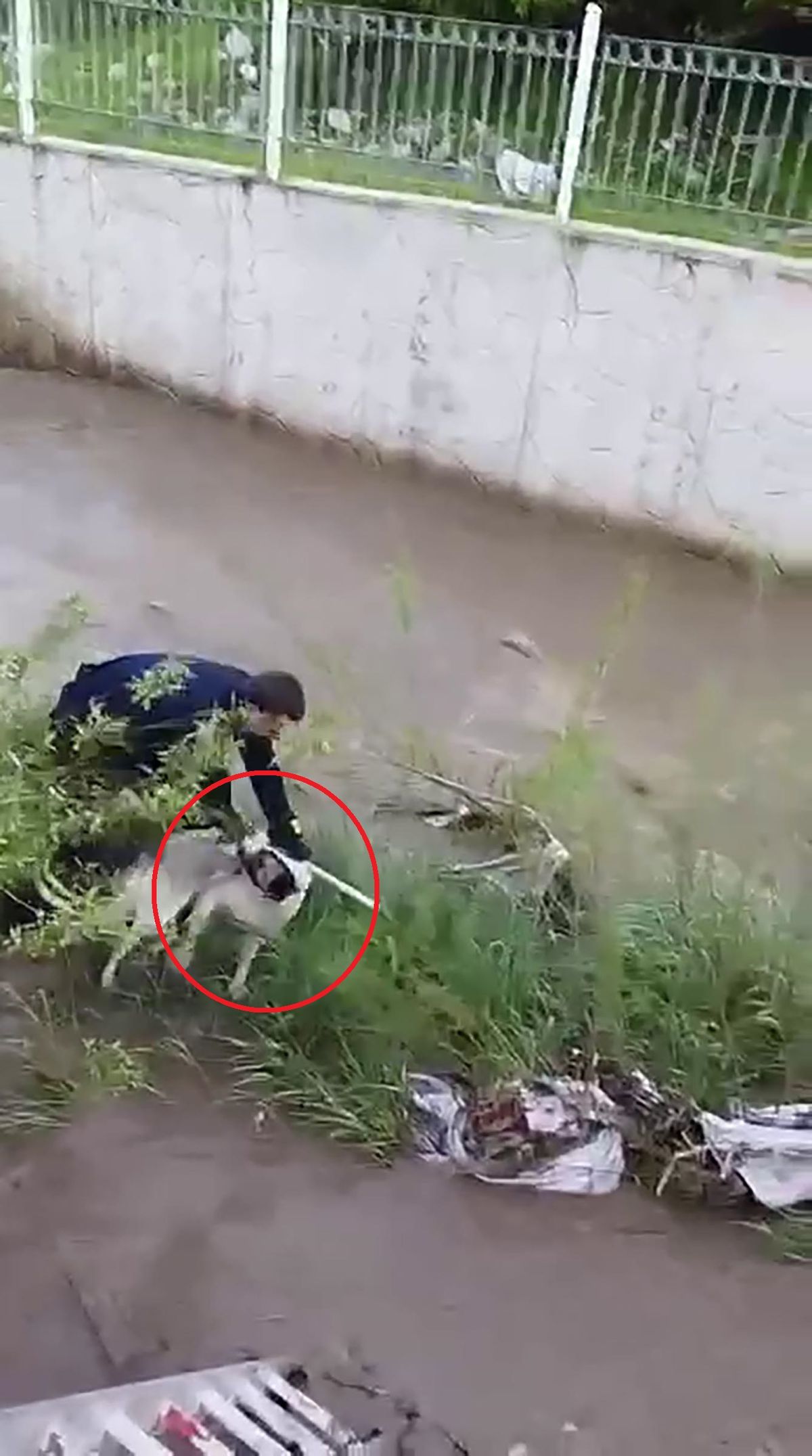 Çar Çayı'na düşen köpeği, elini ısırmasına rağmen kurtardı